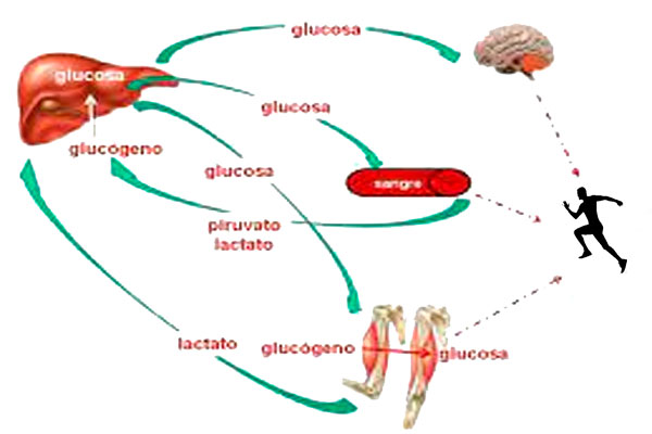 GLUCOGENO-Y-DEPORTE